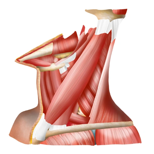 Anatomy Scientific Sessions