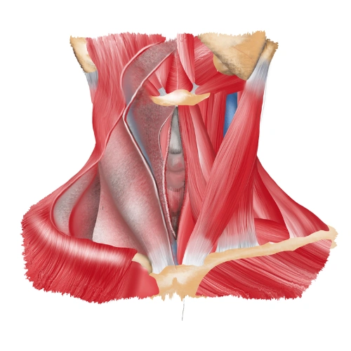 Anatomy Scientific Sessions